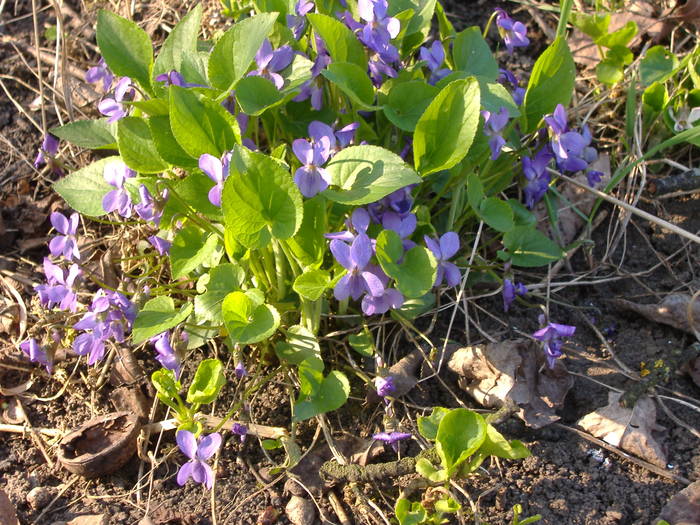 Viola cyanea - Primavara