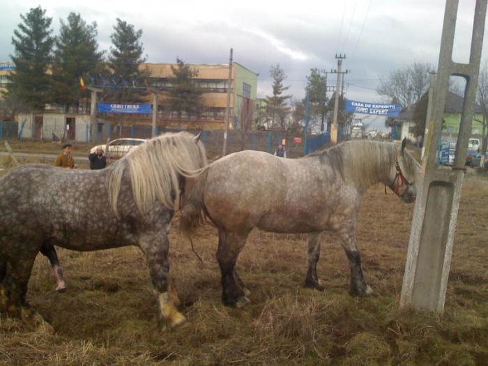 Percheron - Cai de rasa Percheron