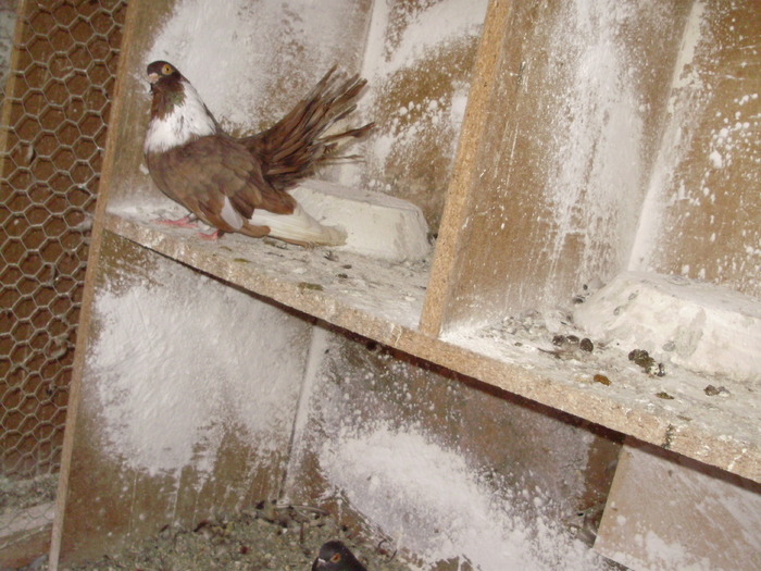 P9061345 - 1709 Marian Anghel