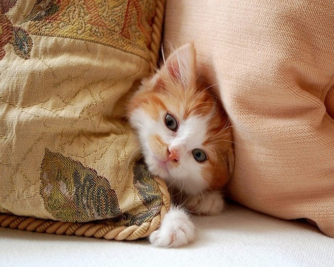 Pisi intre perini - Poze 2