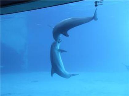 61 - poze cu delfini