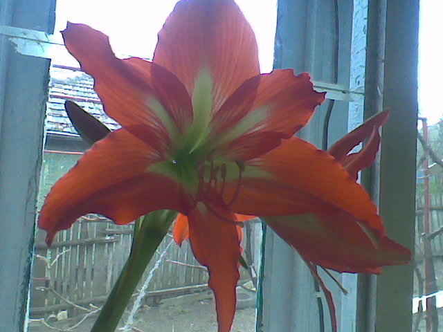 lilium(crin) - florile surorii mele