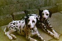 NVBPQGEWMQPWEPXTIDF - 101 dalmatieni