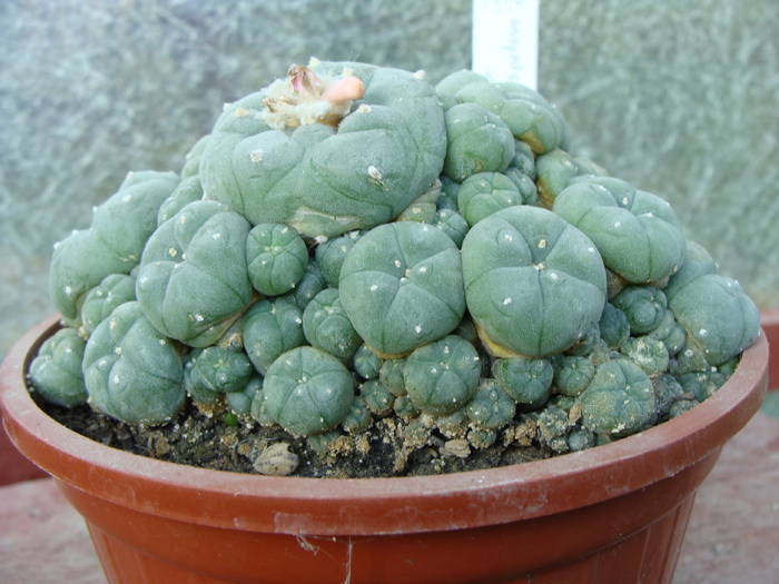 Lophophora williamsii v.caespitosa