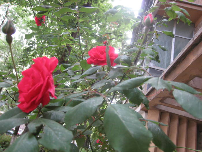 trandafiri-cataratori - gradina