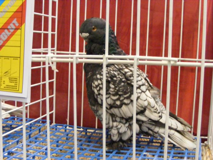 DSCF5658 - expozitia nationala de ornament decembrie  2008