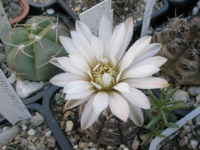 Gymnocalycium ragonesii 05.06 - Gymnocalycium