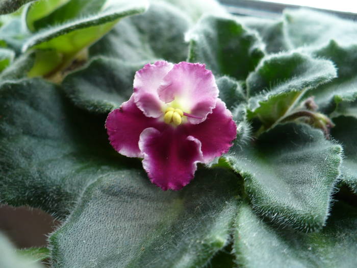 Crimson Ice - Saintpaulia - violete de camera