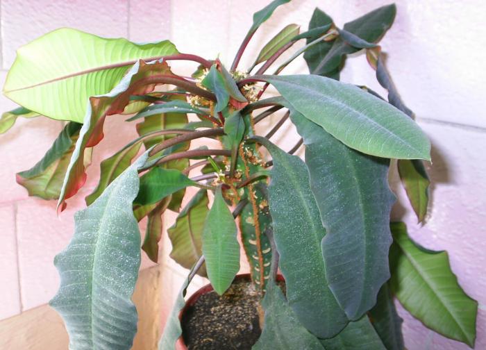 Euphorbia leuconeura