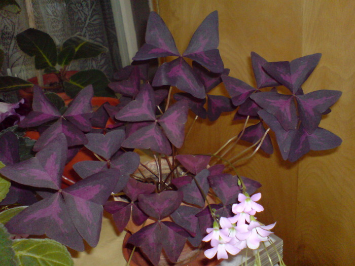 Oxalis