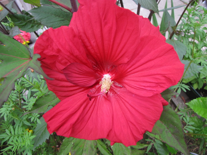 Hibiscus Moscheutos 16 aug 2009 (2) - hibiscus gradina