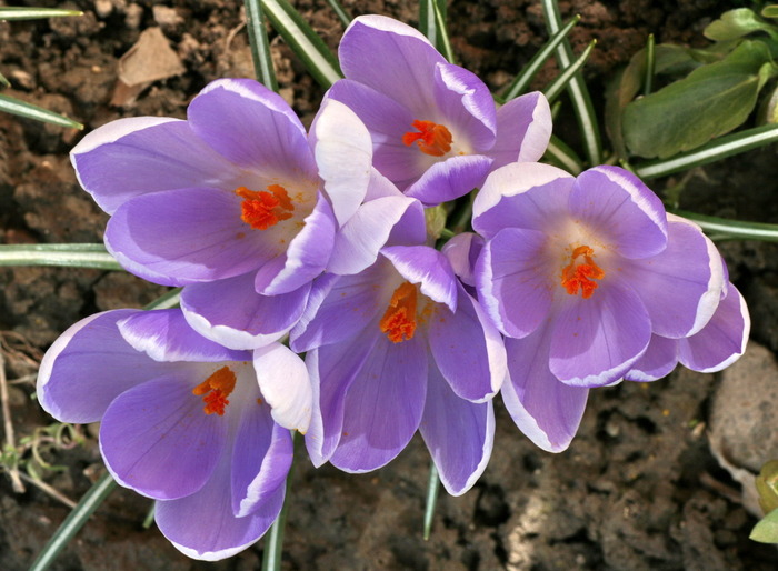 IMG_0602 - zz Crocus