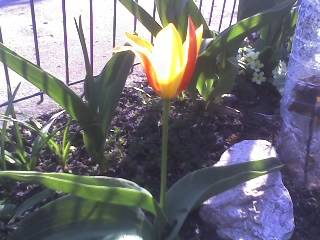 04-04-09_1726 - GRADINA 2009