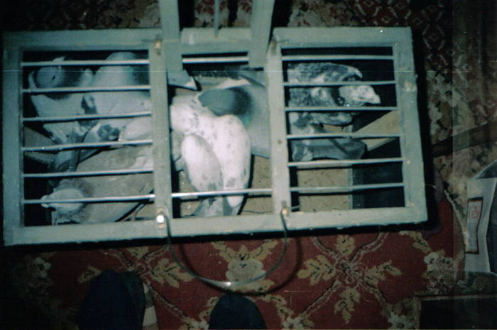 1995 - A Porumbei Inceputurile