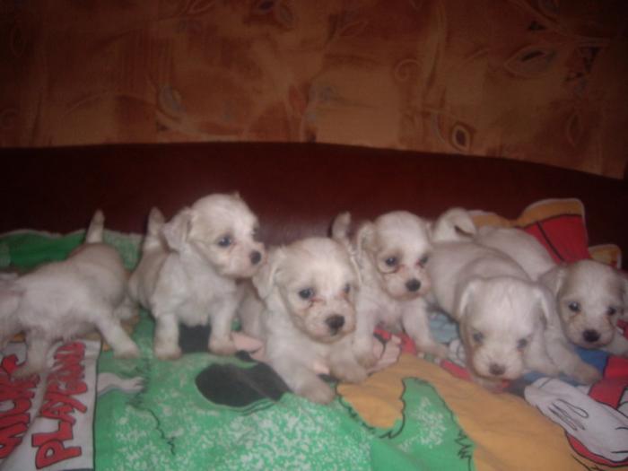 Bichon Maltese; Sena pui ,avem deja 4 sapt
