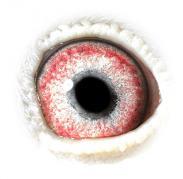 MVQWHBJJOBATCRBLEEE - OCHII PORUMBEILOR