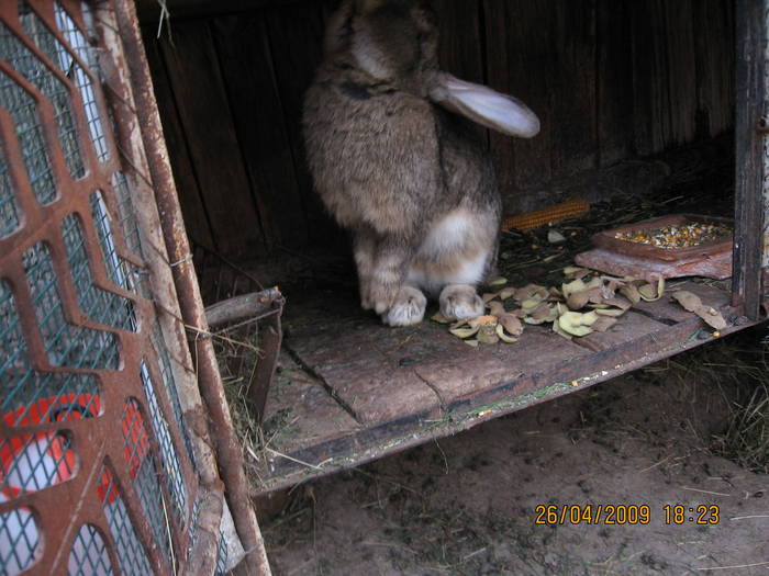 IMG_6908 - poze noi 26-04-2009