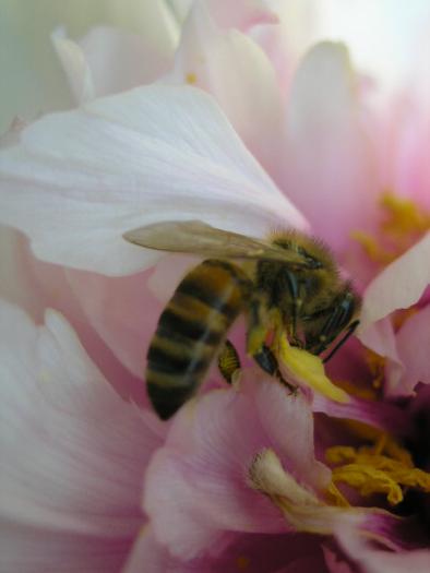 P4280199 - Albine si pentru albine