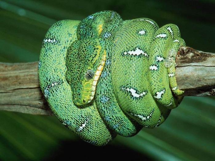 webshots1028 - Animale