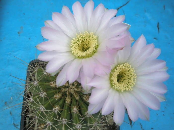 Acanthocalycium spiniflorum - 03.07