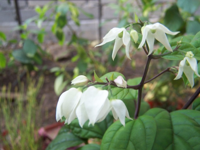 Clerodendron thompsonii