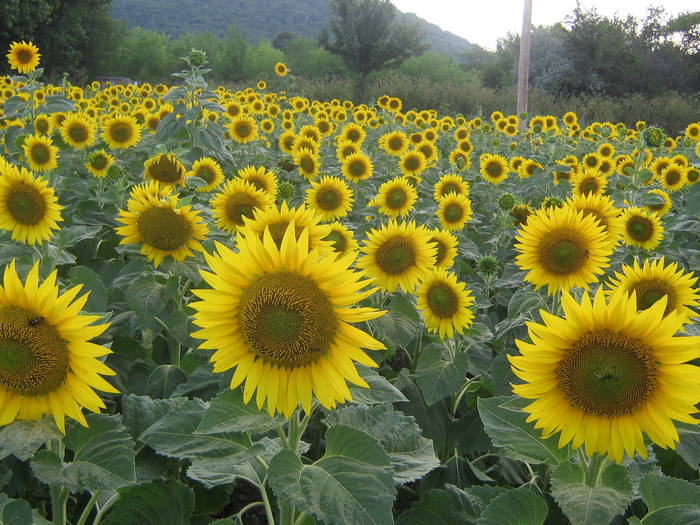 3 iulie 023 - albinarit