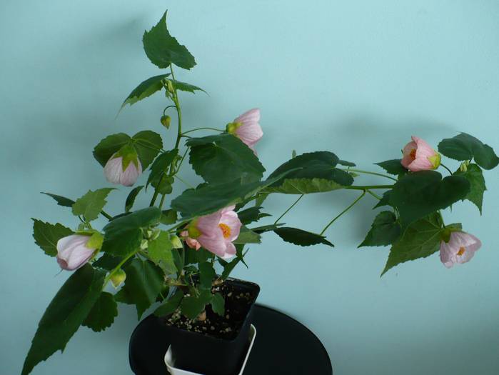 P1140512 - ABUTILONI