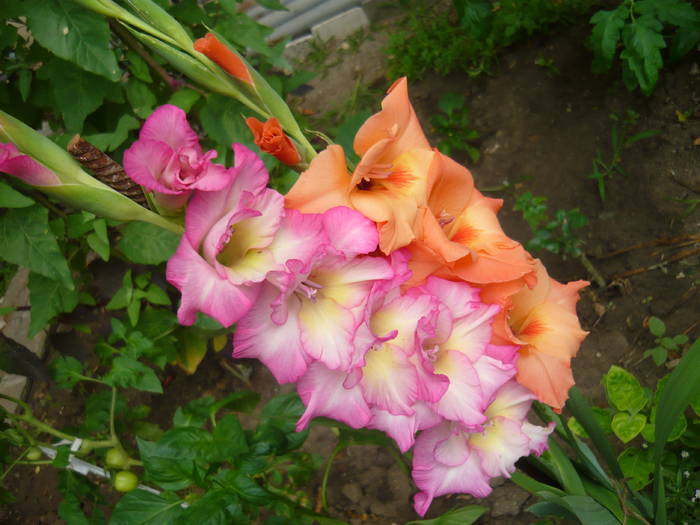 P1000891 - GLADIOLE SI CRINI