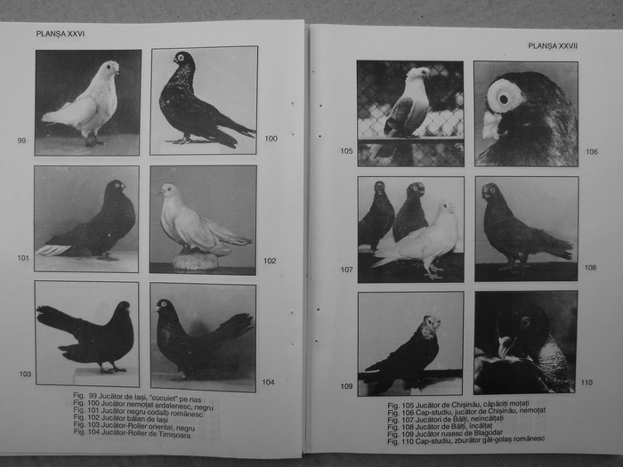 farmecul columbofiliei- bonatiu 095 - Carti despre Porumbei - - Books about Pigeons