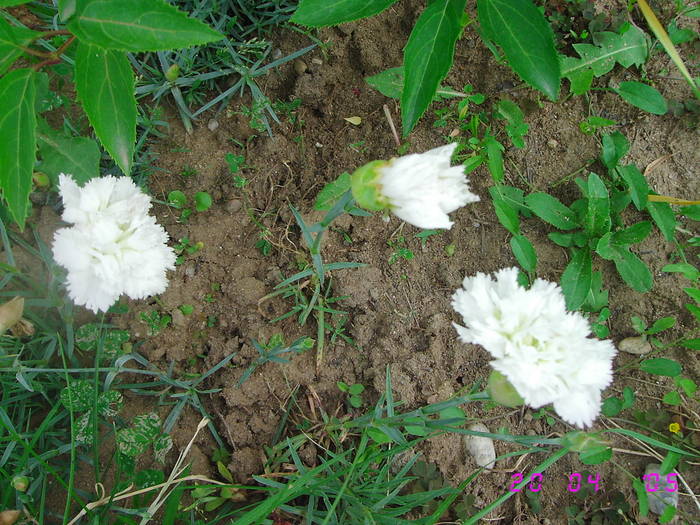 Garofite albe - Flori de gradina 2009