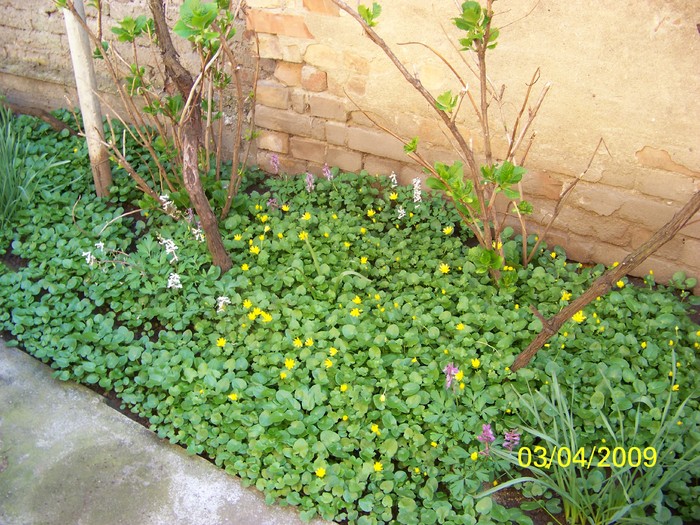 100_0295 - Primavara in curte  Timisoara