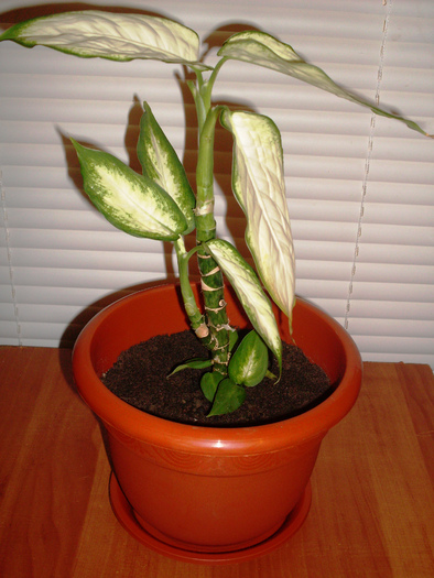 SDC11609; Dieffenbachia.ACHIZITIE NOUA
