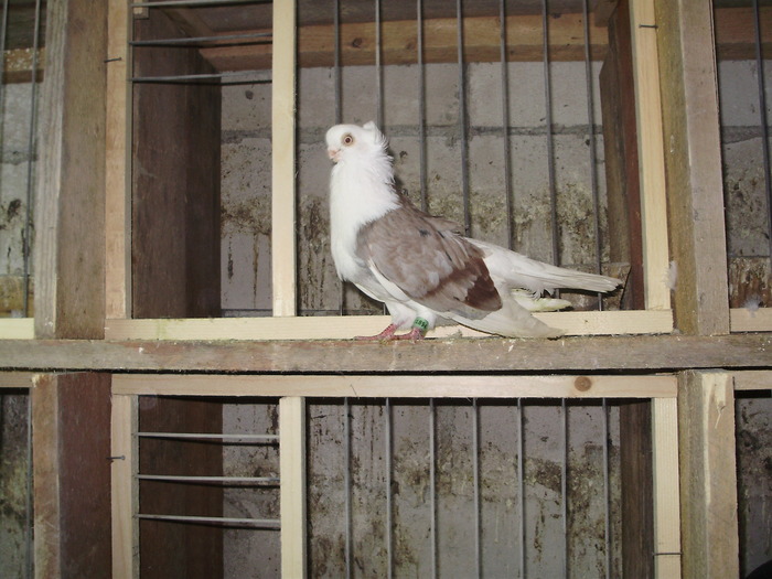 P8232008 - 1744 Sedat Iusein