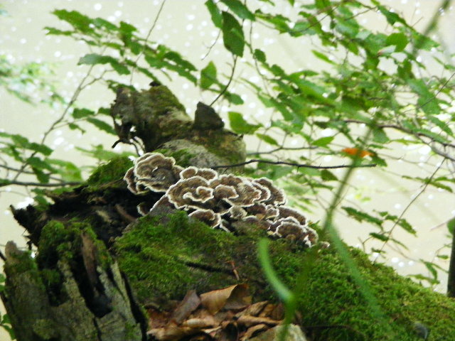 DSCF5093