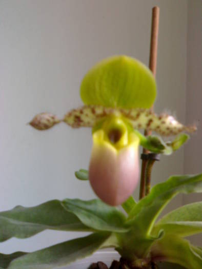 floarea cu nr 2 - Paphiopedilum 2009