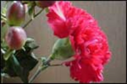 garoafe_m - cele mai frumoase flori
