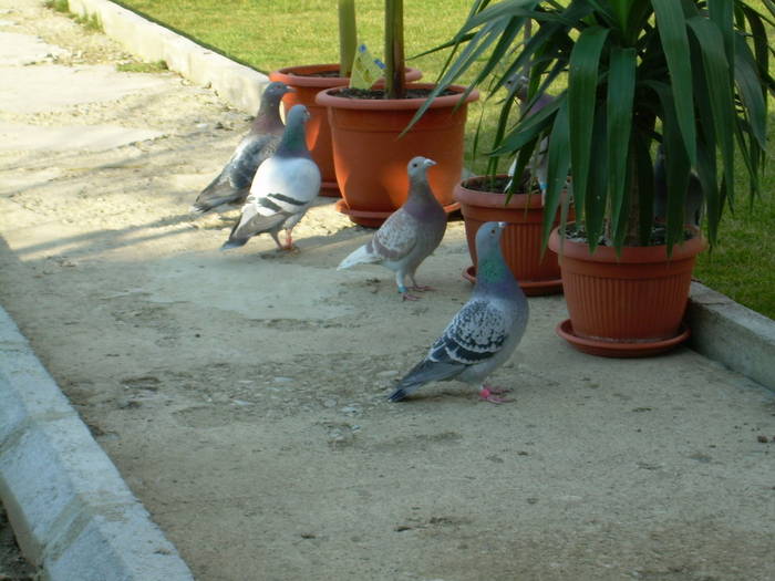 15.03.2009 002; porumbei 2008
