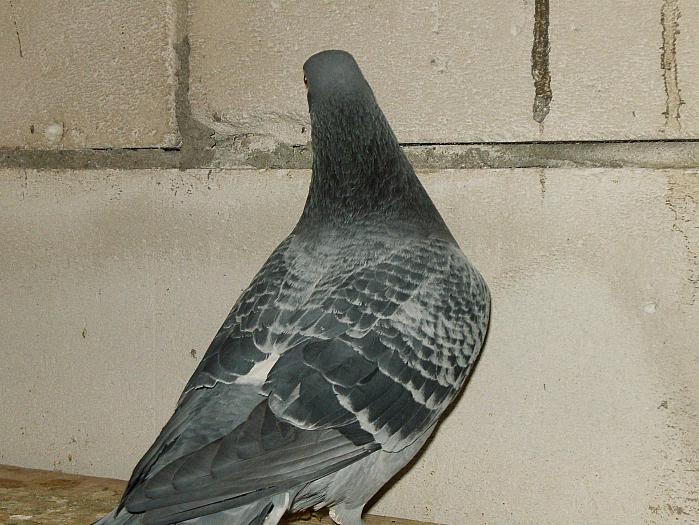 HPIM2177 - porumbei 2009