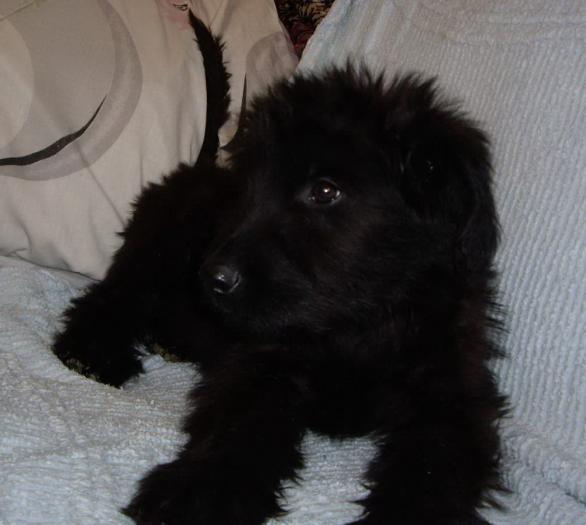 Briard - animalele familiei