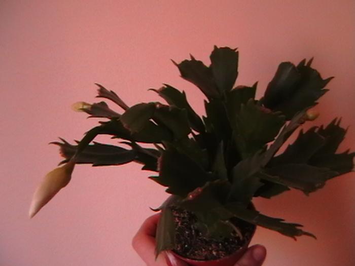 15.01 - cactusi-suculente