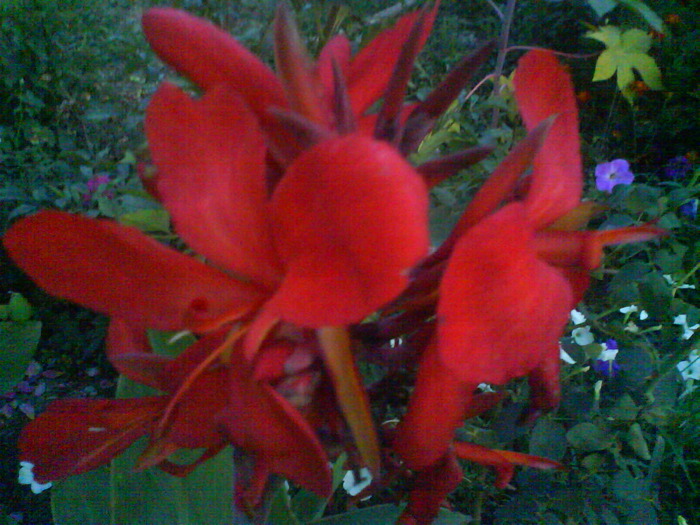 DSC01135 - canna indica 12 cul