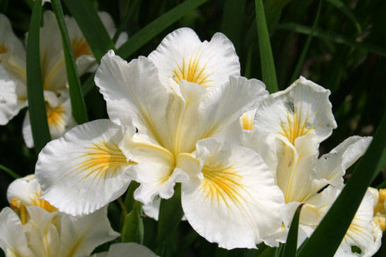 iris alb - iris
