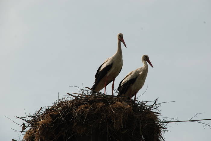  - ANIMALUTE