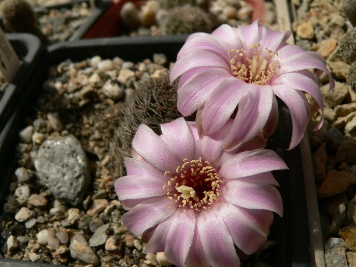 mediolobivia_eos - genul Rebutia