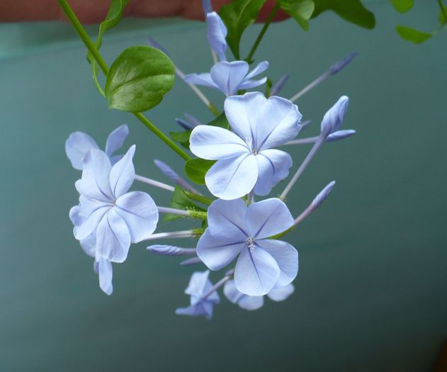 P1160360 - PLUMBAGO