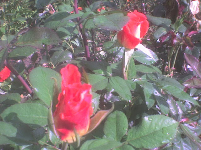 DSC00980 - trandafiri