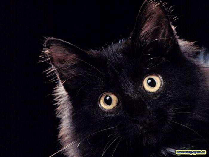 blackcats - animalutze