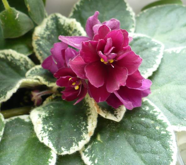 Pow Wow - Saintpaulia - violete de camera