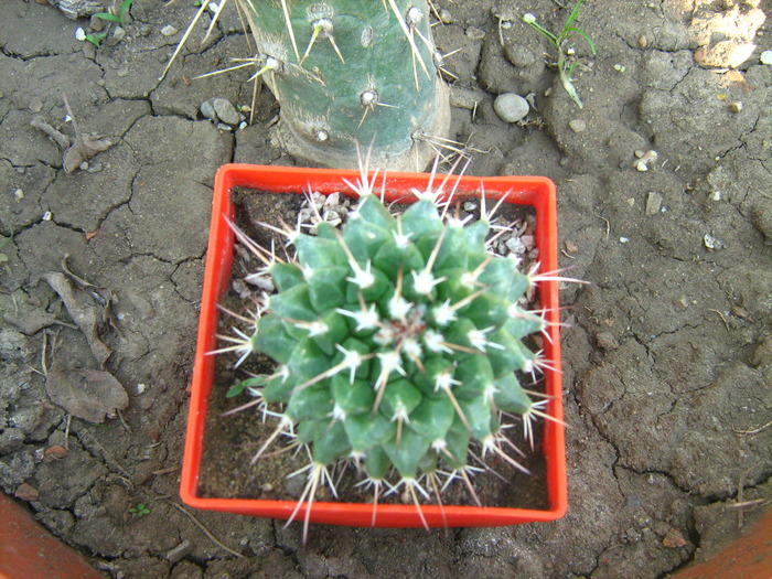 Picture 042mammillaria polyedra - cactusii mei