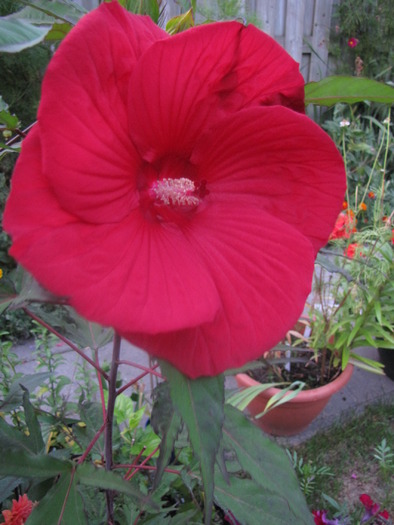 Hibiscus Moscheutos 11 sept 2009 (2) - hibiscus gradina